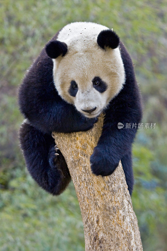 大熊猫;Ailuropoda melanoleuca;中国家庭熊科。爬树。